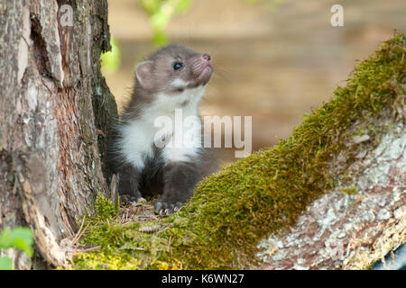 Beech marten (Martes Foina), puppy sits in branch fork, covered with moss, Austria Stock Photo