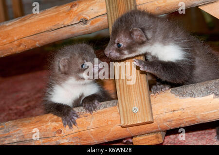 Beech martens (Martes foina), puppies between Dachgebälk, Tyrol, Austria Stock Photo