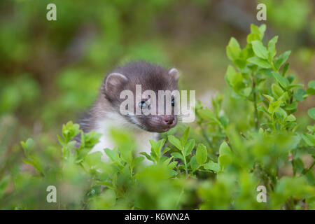 Beech marten (Martes foina), puppy looks over bushes, animal portrait, Austria Stock Photo