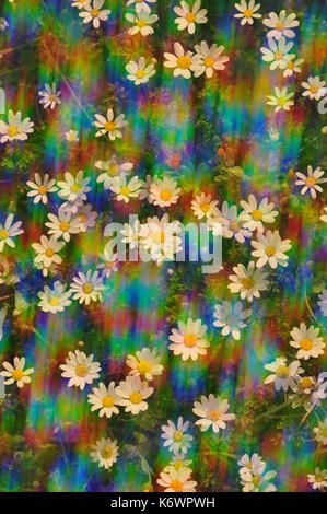 Daisy flowers on a sunny spring day. Abstract sunlight spectral reflections through vintage prism lens filter. Stock Photo