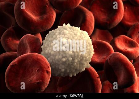 Single Granular Leukocyte isolated on with red blood cells in foreground and background. Stock Photo