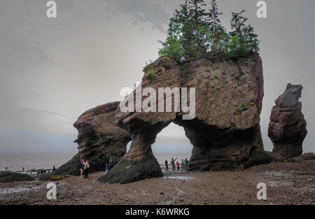 Trees growing on top of rock formations at Hopewell Rocks, Bay of Fundy, New Brunswick, Canada Stock Photo