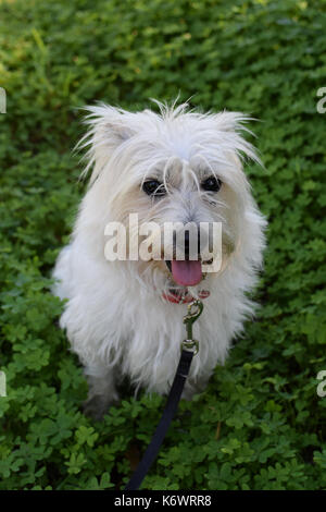 Small white dog in field of clover. Maltese terrier mix. Stock Photo