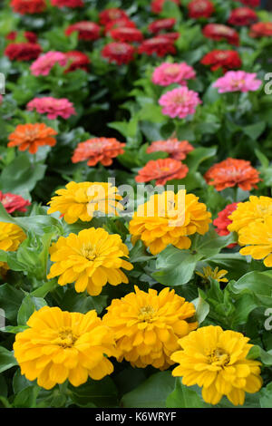 Colorful zinnia flowers in bloom. Springtime background. Stock Photo
