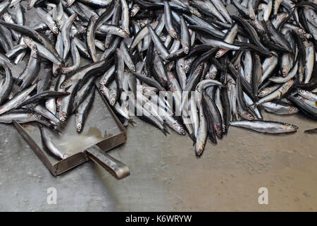 Fresh anchovies for sale on fish market stall with ice. Stock Photo