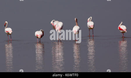 Greater Flamingo, Phoenicopterus ruber, wading in water, Veta La Palma, Donana, Andalusia, Andalucia, reflection. Stock Photo