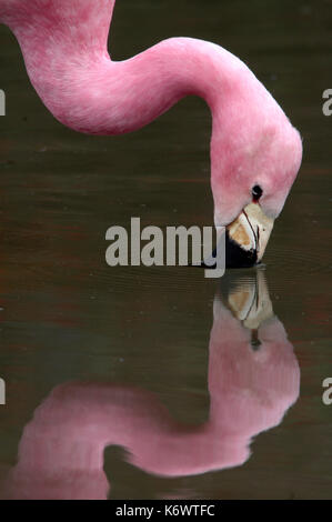 Andean Flamingo, Phoenicoparrus andinus, feeding in water, filtering water through bill, captive, reflection, found in Northern Chile, altiplano, pink Stock Photo