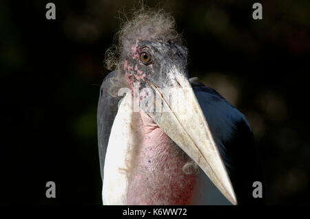 Marabou Stork, Leptoptilos crumeniferus, portrait showing stong beak, captive, ugly. Stock Photo