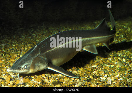 Scaphirhynchus hi-res stock photography and images - Alamy