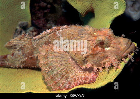 Tassled Scorpionfish, Scorpaenopsis oxycephala, Lankayan, Sabah, laying on coral Stock Photo