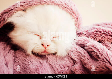 Kitten sleeping under blanket Stock Photo
