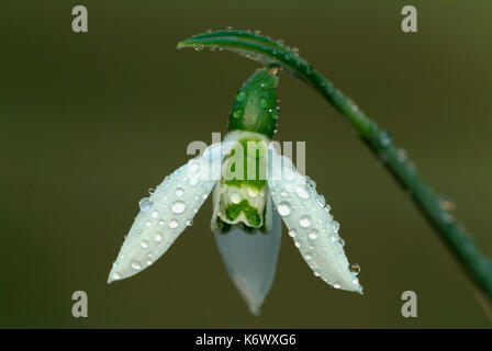 Snowdrop, Galanthus nivalis, close up of single flower, with water droplets, white and green Stock Photo