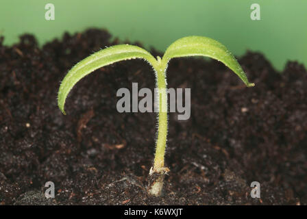 Tomato Plant, growth sequence, first growing tip with seed leaves, opened out, first germination, plant uses food in the seed leaves to grow, then the Stock Photo