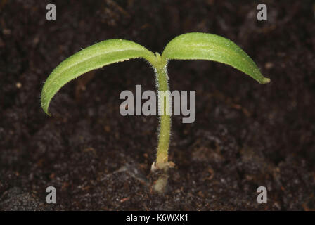 Tomato Plant, growth sequence, first growing tip with seed leaves, opened out, first germination, plant uses food in the seed leaves to grow, then the Stock Photo