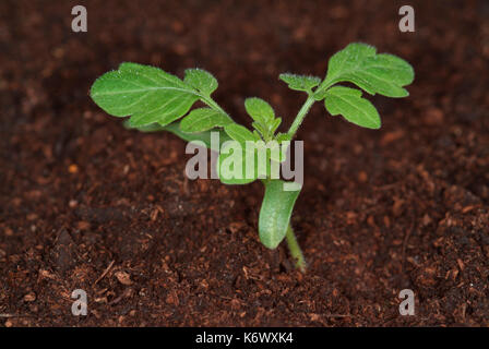 Tomato Plant, growth sequence, first true leaves, from two weeks growth Stock Photo