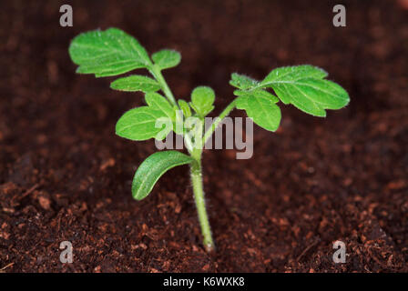 Tomato Plant, growth sequence, first true leaves, from two weeks growth Stock Photo