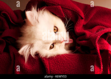 Kitten under blanket Stock Photo