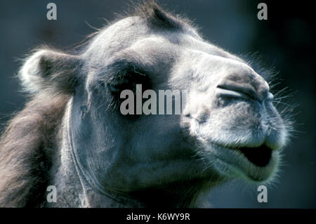 Bactrian Camel, Camelus bactrianus, portrait, humour Stock Photo