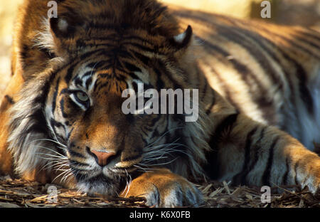 Sumatran tiger (Panthera tigris sumatrae) - captive, resting head on paws, looking at camera, staring, golden colours, evocative, thoughtful Stock Photo