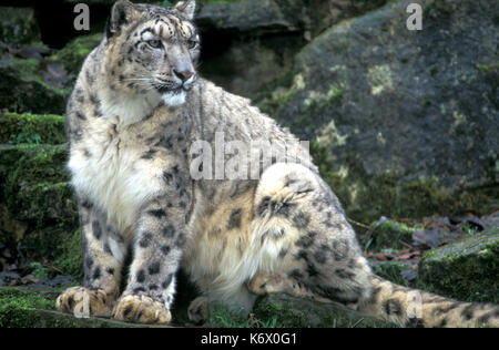 Snow leopard, captive, Panthera uncia, spotty pattern dense fur