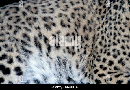 Persian leopard fur (captive)  showing spots. Stock Photo