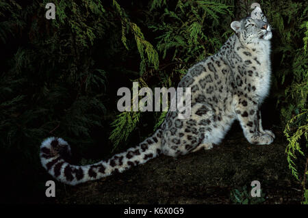 Snow Leopard (Panthera uncia) - captive, nocturnal, showing long strong thick tail, spotted pattern dense fur Stock Photo