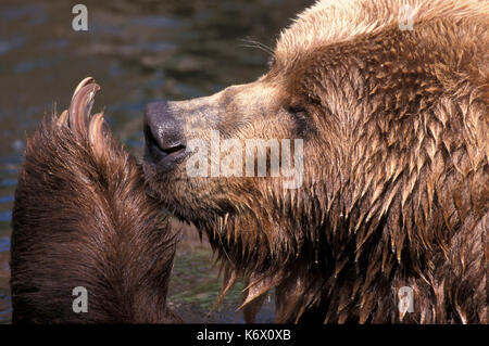 Kodiak Bear, Ursus arctos middendorffi, with large claws, captive, by den cave, originates from Kodiak Island, Gulf of Alaska Stock Photo