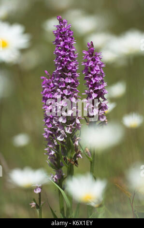 Fragrant Orchid Gymnadenia conopsea Monkton Chalkpit Nature Reserve ...
