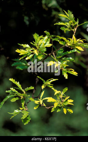 Sessile Oak Tree Leaves, Quercus petraea, Morden Park,  green, young leaf,. Stock Photo