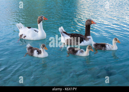 Goose family swimming Stock Photo