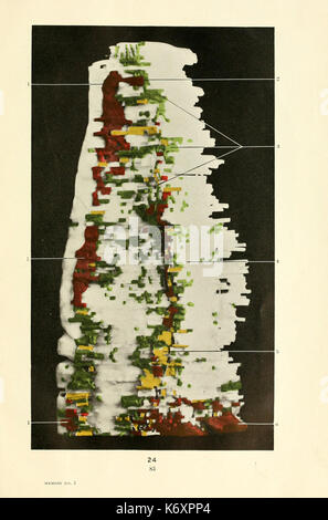 Early stages of vasculogenesis in the cat (Felis domestica) with especial reference to the mesenschymal origin of endothelium (Page 83) BHL17043996 Stock Photo