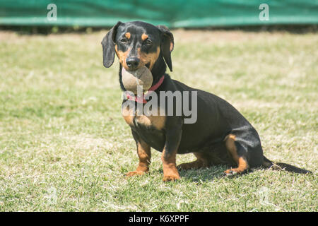 Black short-haired dachshund dog sitting on the grass with a ball in her  mouth Stock Photo