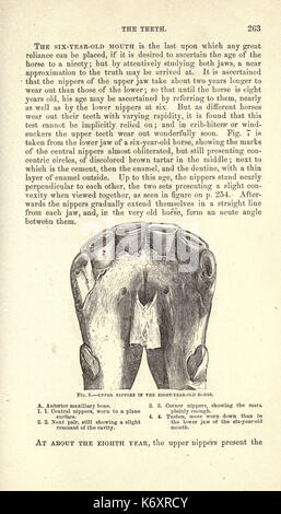 The expert in fitness and first aid. a masked young woman giving an ...