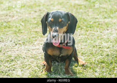 Black short-haired dachshund dog sitting on the grass