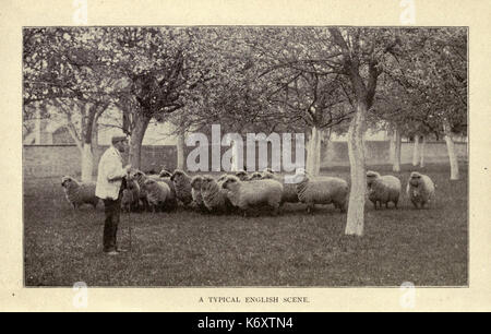 Fitting sheep for show ring and market BHL18385219 Stock Photo