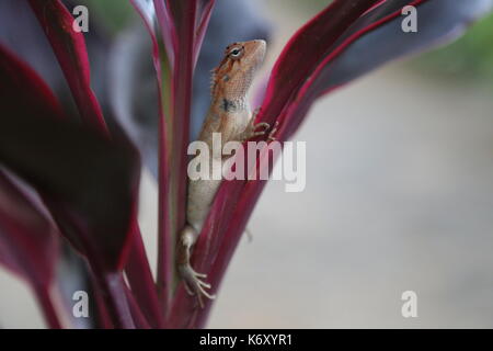 Sri Lankan Kangaroo Lizard (Otocryptis Wiegmanni) in Sri lanka Stock Photo