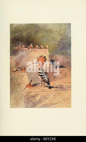 Egyptian birds for the most part seen in the Nile Valley (Plate) (6465931921) Stock Photo