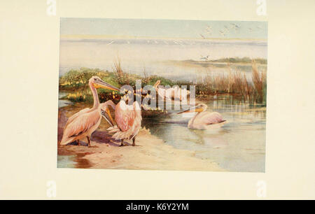 Egyptian birds for the most part seen in the Nile Valley (Plate) (6465950169) Stock Photo