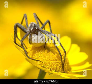 Wolf Spider, Pisaura mirabilis, female, carrying silk ball with eggs inside, yellow flower, hunting, nurturing, caring, UK