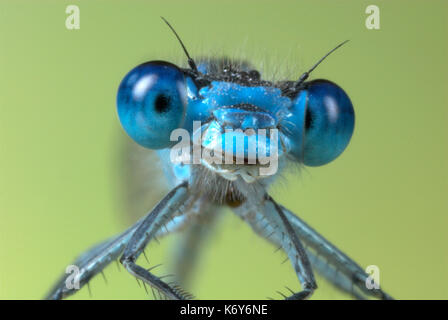 Common Blue Damselfly, Enallaatma cyathigerum, male close up showing compound eyes and jaw, UK, macro, face, portrait, Stock Photo