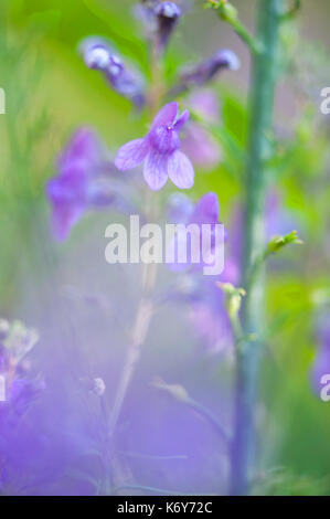 Lucerne, Medicago sativa, Ranscombe Farm Nature Reserve, Kent UK, purple flowers, soft, abstract Stock Photo