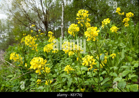 Black mustard, Brassica nigra, Thornden Woodlands, Kent UK, Kent Wildlife Trust Stock Photo