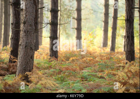 Autumn view through Woodland, UK, Thornden Woods, Kent UK, Stock Photo