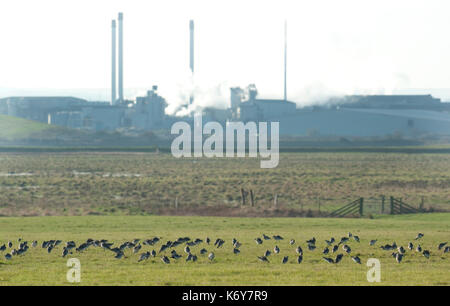 Flock of Dunlins, Calidris alpina, feeding on marsh grass, Elmley National Nature Reserve, Kent, UK, Power station in background