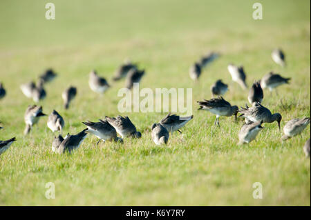 Flock of Dunlins, Calidris alpina, feeding on marsh grass, Elmley National Nature Reserve, Kent, UK