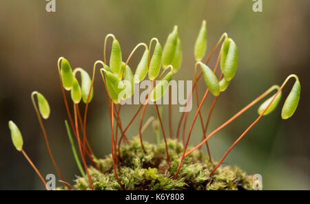 Capillary Thread-moss - Bryum capillare , Kent, UK, close up showing spore capsuals Stock Photo