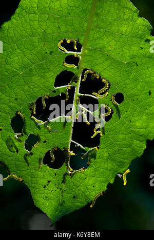 Sawfly larvae, Nematus capreae feeding on Goat Willow leaves, displaying, garden, Kent, UK, mass, masses, pest, eating, leaf Stock Photo
