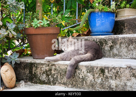 Cat sleeping on a stair in the village Vogue  which is recognized as historical heritage and is considered one of ten charming villages of France Stock Photo