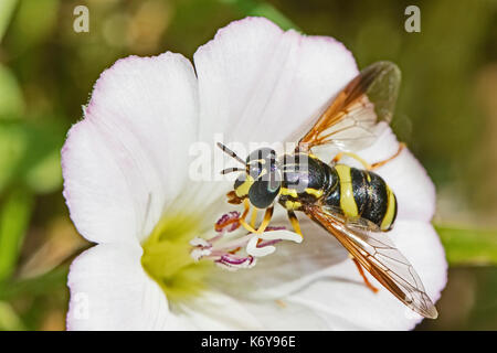 Female Hoverfly  (Chrysotoxum bicinctum)  feeding on field bindweed Stock Photo
