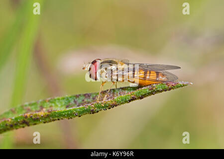 Marmalade Hoverfly  (Episyrphus balteatus) Stock Photo